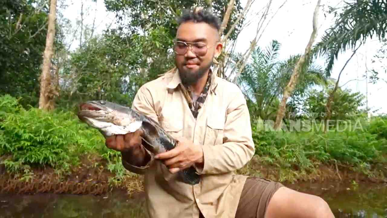 
					Ikan Toman Channa, Si Ganas Pemangsa Puncak Sungai Sumatra dan Kalimantan
					
