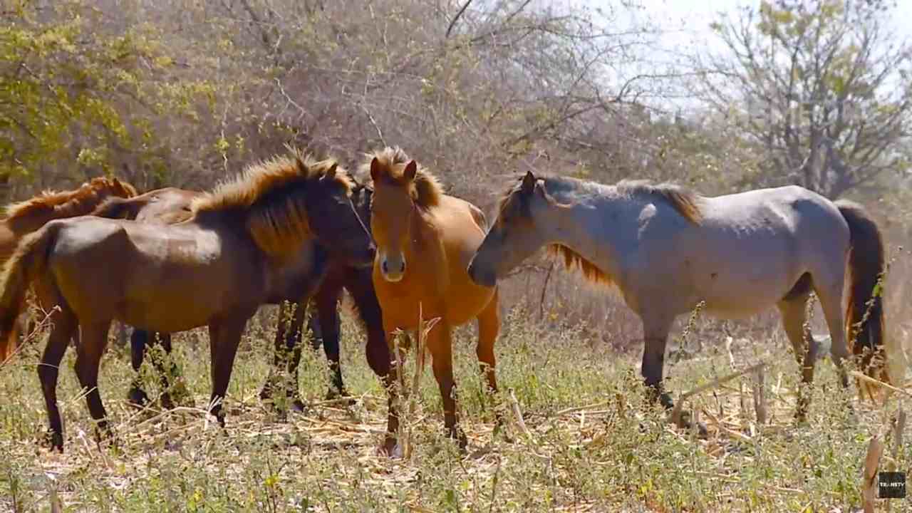 
					Savana Puru Kambera, Keemasan Saat Kemarau, Menyegarkan Saat Hujan 
					