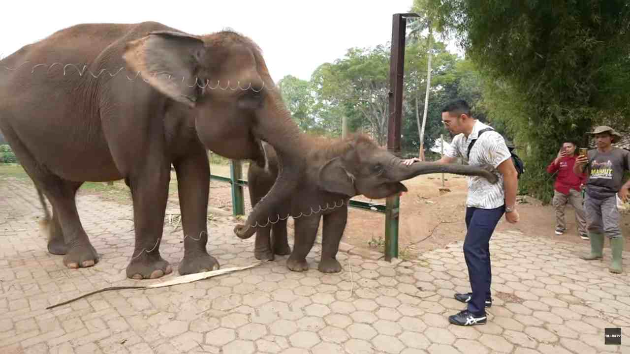 
					Asyiknya Berinteraksi dengan Hewan di Taman Satwa Lembah Hijau
					