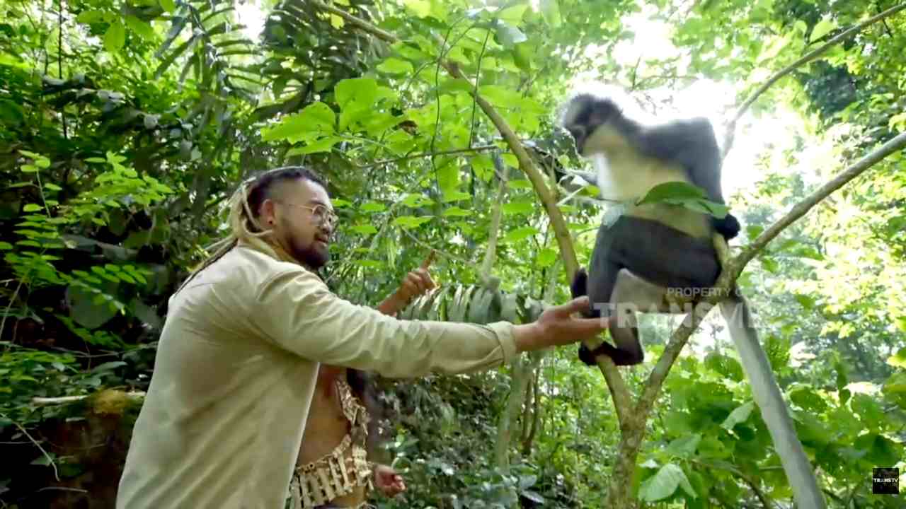 
					Perjumpaan di Bukit Lawang dengan Thomas Leaf Monkey yang Ramah
					