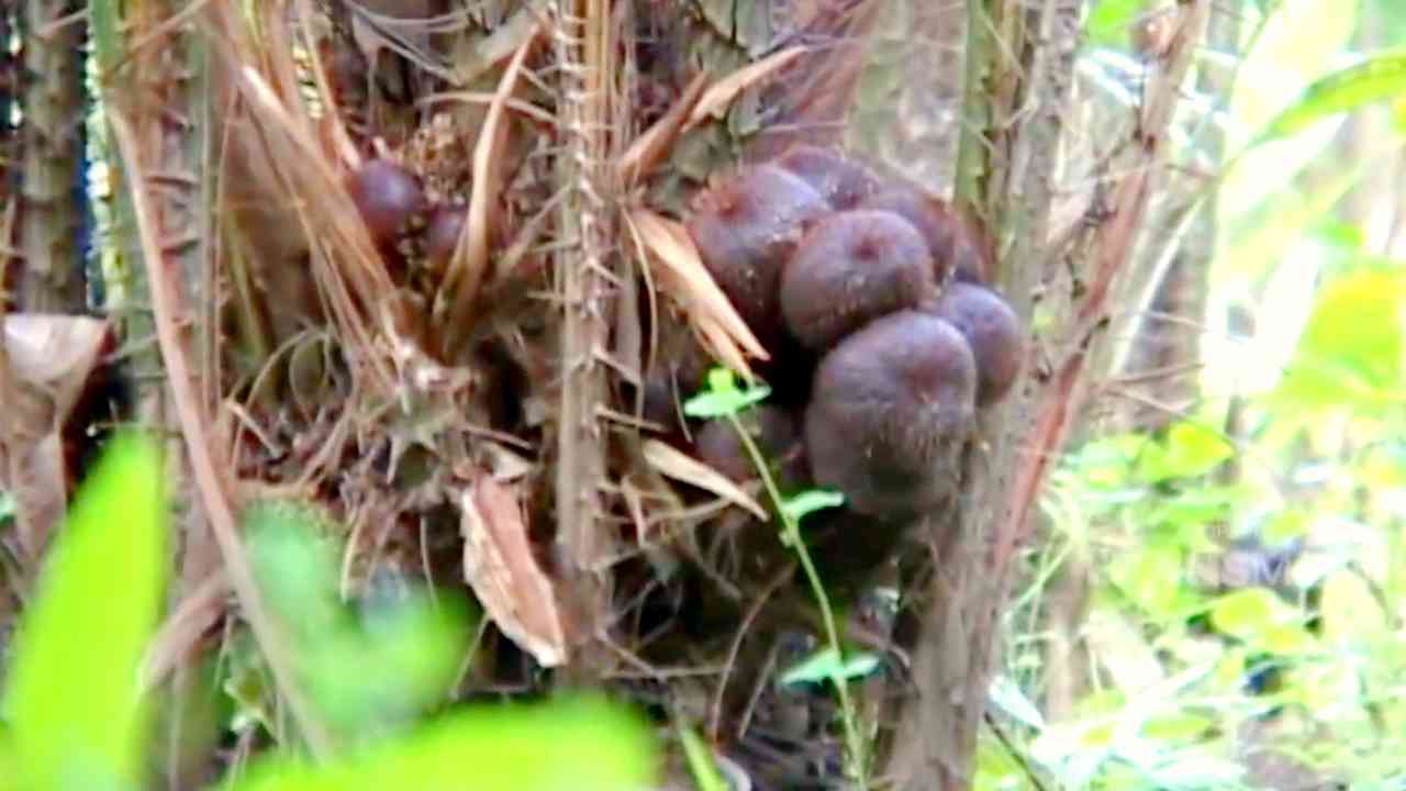 
					Wisata Memetik Salak Pondoh dan Bisa Langsung Dimakan Asyik Banget!
					