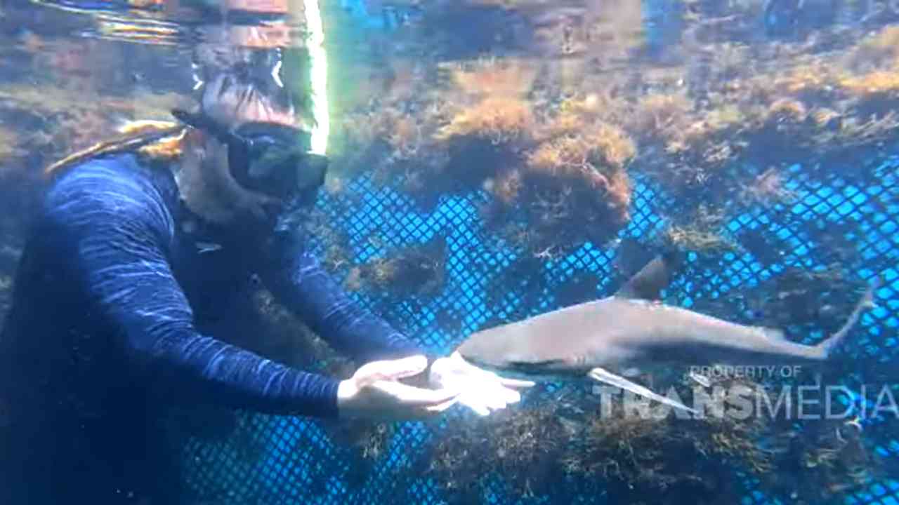 
					Bercengkrama dengan Hiu di Bangsring Underwater, Banyuwangi
					