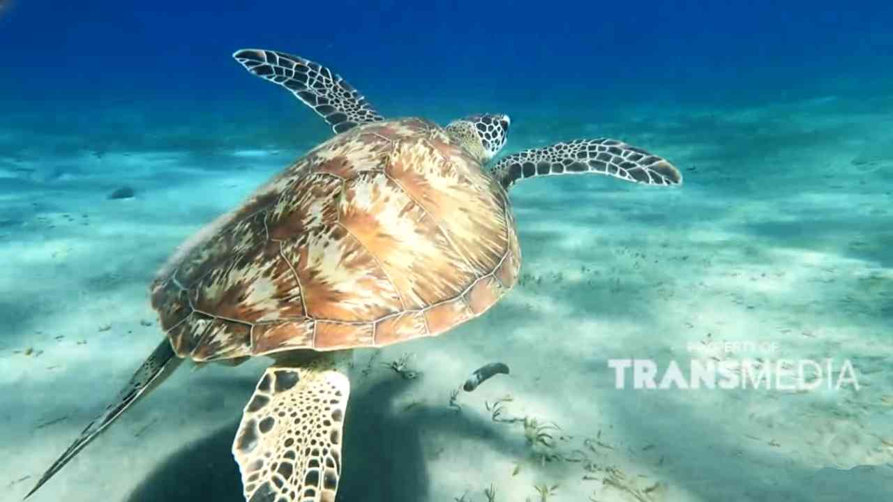 
					Pemuteran, Desa Wisata di Bali yang Menyeimbangkan Ketenangan dan Petualangan
					