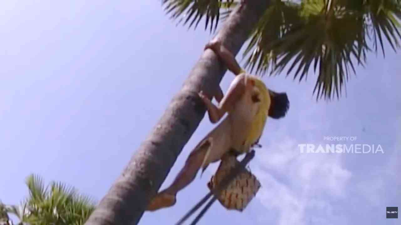 
					Pembuatan Gula Lontar Bukan Sekadar Sumber Ekonomi di Rote
					