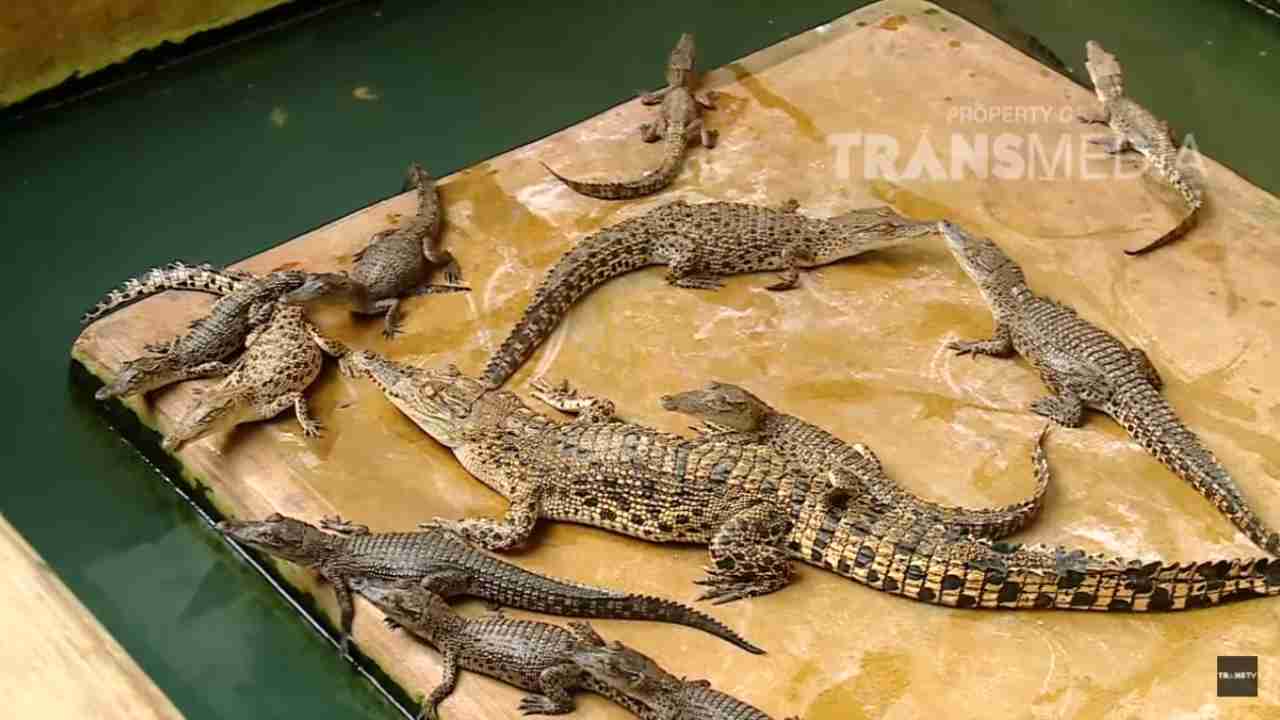 
					Penangkaran Buaya Asam Kumbang Terbesar se-Asia Tenggara
					