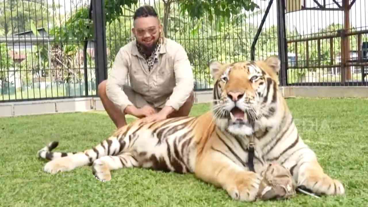 
					Wajib Tahu, Ini Perbedaan Harimau Sumatera dan Benggala
					