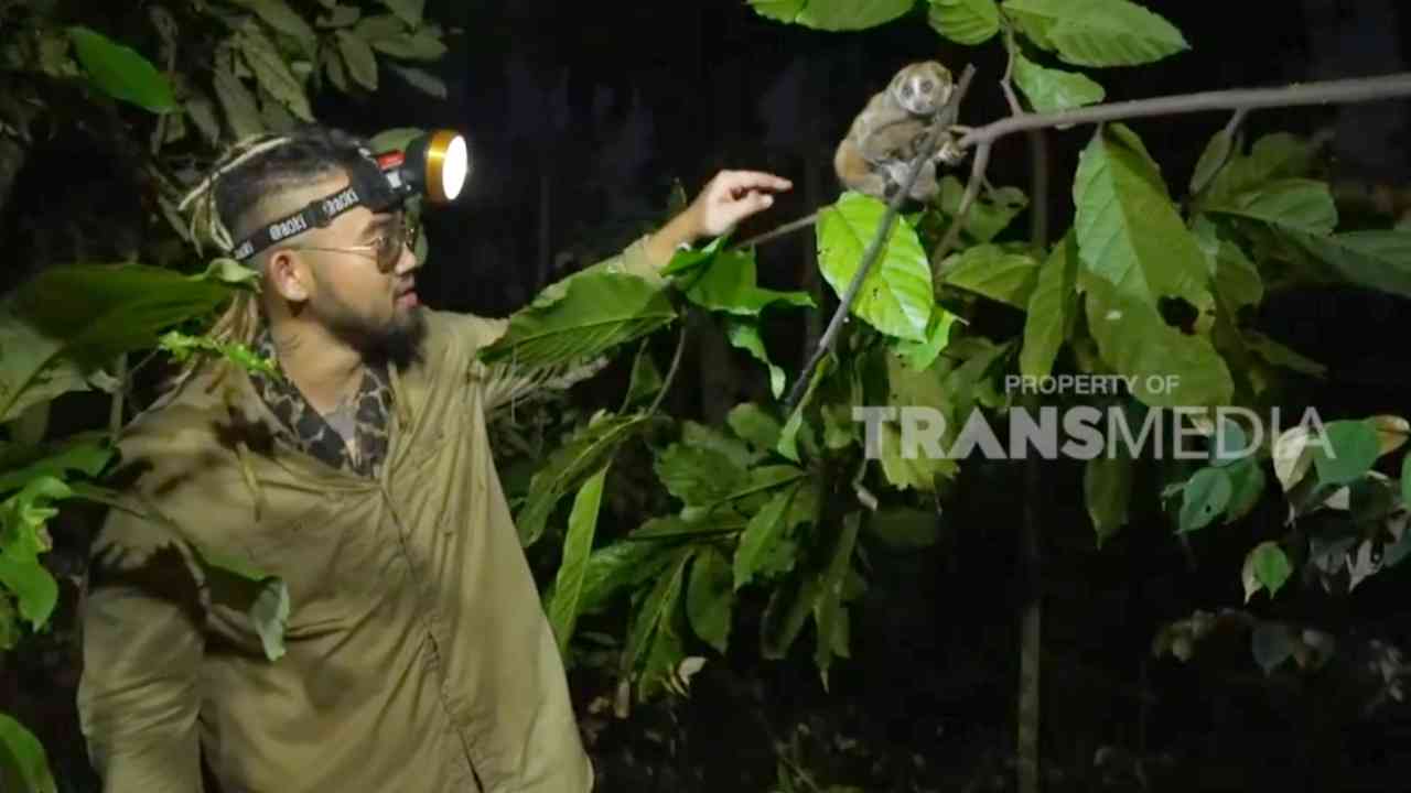
					Berjumpa dengan Kukang, Primata yang Sudah Menjadi Hewan Langka
					
