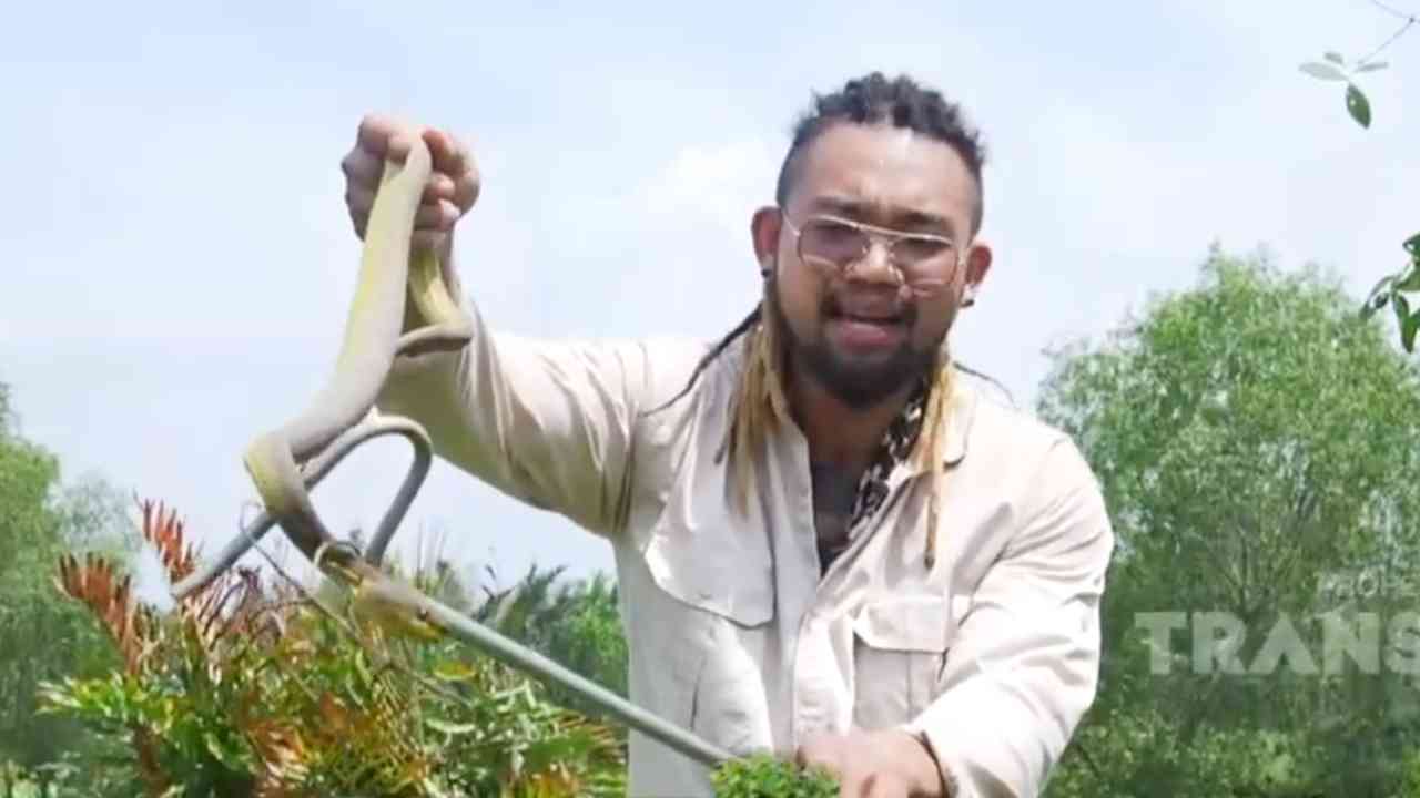 
					Mangrove Pit Viper, Sang Ular Bakau yang Cantik tapi Mematikan
					