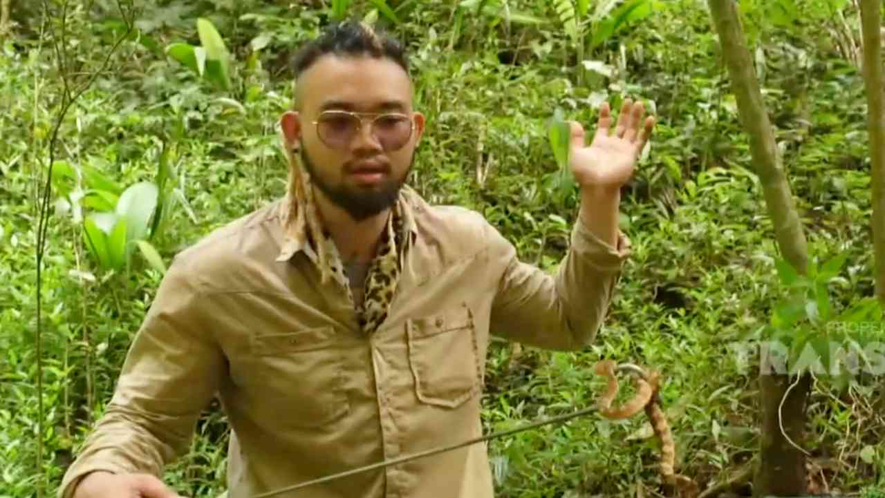 
					Dipertemukan dengan Ular Bandotan Pohon saat Merambah Hutan 
					